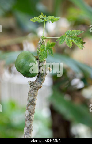 Papaye sur petit arbre, paroisse de Manchester, Jamaïque, Antilles, Caraïbes Banque D'Images