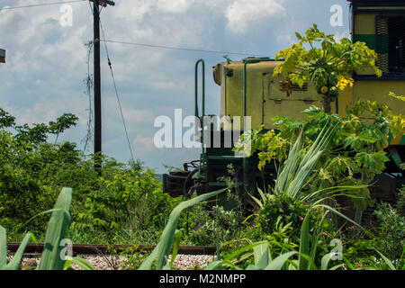 Papaye sur petit arbre, paroisse de Manchester, Jamaïque, Antilles, Caraïbes Banque D'Images