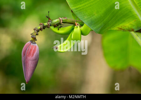 Banana et Banana flower sur arbre à mahogany beach, Ocho Rios, Jamaïque, Antilles, Caraïbes Banque D'Images