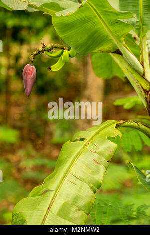 Banana et Banana flower sur arbre à mahogany beach, Ocho Rios, Jamaïque, Antilles, Caraïbes Banque D'Images