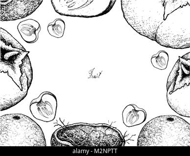 Les fruits, Illustration cadre de croquis à la main le bois frais ou Apple Limonia Acidissima Fruit isolé sur fond blanc. Illustration de Vecteur