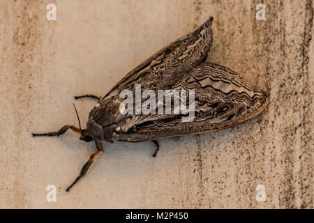 Ambylux wildei Hawk Moth,, à Port Davey, Tasmanie, Australie Banque D'Images