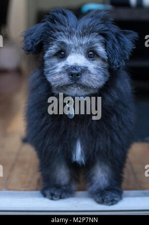 Un croisé avec maltais Shih Tzu croisé avec chiot Pomeranian Banque D'Images