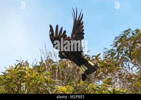 Cacatoès noir à queue jaune, Calyptorhynchus funereus à Port Arthur, Tasmanie, Australie Banque D'Images