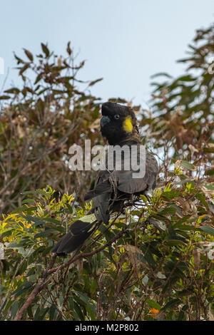 Cacatoès noir à queue jaune, Calyptorhynchus funereus à Port Arthur, Tasmanie, Australie Banque D'Images