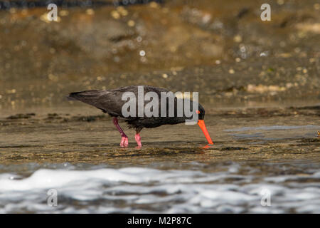 L'huîtrier fuligineux, Haematopus fuliginosus dans Tasman NP, Tasmanie, Australie Banque D'Images