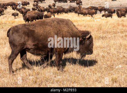 Chassé à bord de l'extinction dans les années 1800, l'American Bison (Bison bison) s'est rétabli au point que de grands troupeaux peuvent de nouveau être vu. Banque D'Images