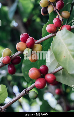 Les Cerises de café avec café en grains crus sur l'arbre sur une plantation de café Banque D'Images