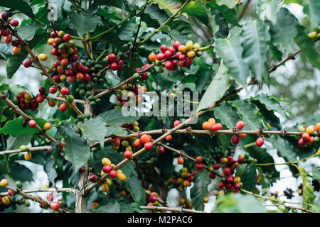 Les Cerises de café avec café en grains crus sur l'arbre sur une plantation de café Banque D'Images