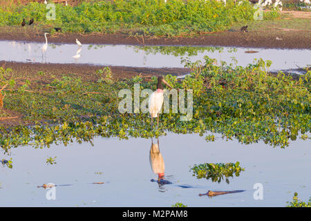 Cigogne Jabiru oiseau sur la nature du Pantanal, Brésil. La faune du Brésil Banque D'Images