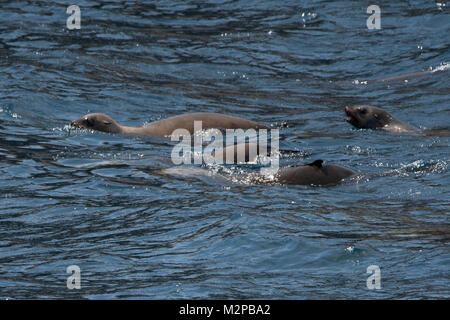 Les Otaries à fourrure d'Australie, Arctocephalus pusillus doriferus à Ille de phoques, près de Maria Island, Tasmanie, Australie Banque D'Images