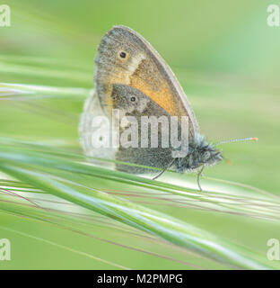 Ringlet commun (Coenonympha tullia) se nourrissent d'herbe. Banque D'Images