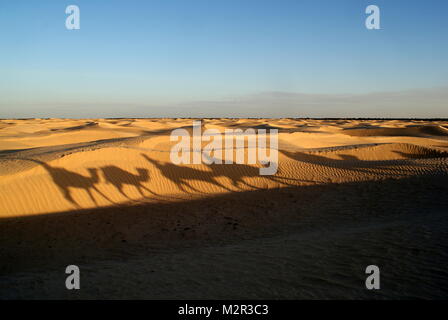 Ombres sur les dunes de sable de chameaux trekking dans le désert du Sahara, près de Douz, Tunisie Banque D'Images