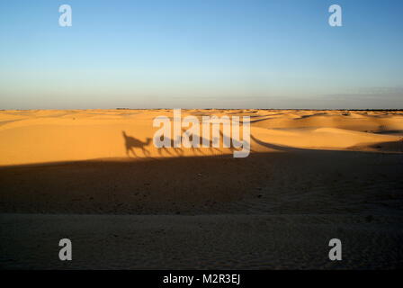 Ombres sur les dunes de sable de chameaux trekking dans le désert du Sahara, près de Douz, Tunisie Banque D'Images