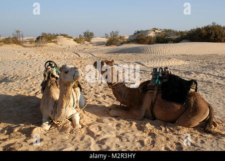 Des chameaux dans le désert du Sahara au repos près de Douz, Tunisie Banque D'Images