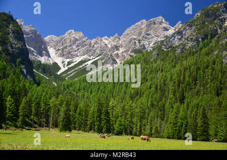 Idyll sur la Pragser Wildsee / Lake Prags, Pustertal, Dolomites, Tyrol du Sud, Trentin, Italie Banque D'Images