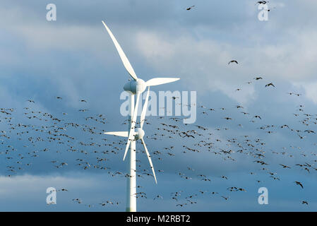 Allemagne, Basse-Saxe, Norden, wind power station avec un troupeau de la bernache nonnette (Branta leucopsis) Oies Banque D'Images