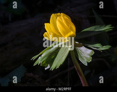 Aconit d'hiver (Eranthis hyemalis) Banque D'Images