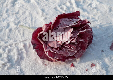 Un écrasé et gelé rose repose sur un chemin couvert de neige dans la région de Iakoutsk en Sibérie. Iakoutsk est un important port sur le fleuve Lena. Il est servi par le Yaku Banque D'Images