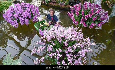 Londres, Royaume-Uni. 8 février 2018. Steed-Mundin Olivia, étudiante au diplôme, met la touche finale à l'affiche à Kew Garden inspiration thaïlandaise du premier Festival d'orchidées, qui célèbre les couleurs vibrantes, de la culture, et de magnifiques plantes. Le festival se déroulera du samedi 10 février au dimanche 11 mars 2018 et est organisé en partenariat avec l'ambassade royale de Thaïlande, Londres et Thai Airways. Crédit : Stephen Chung / Alamy Live News Banque D'Images