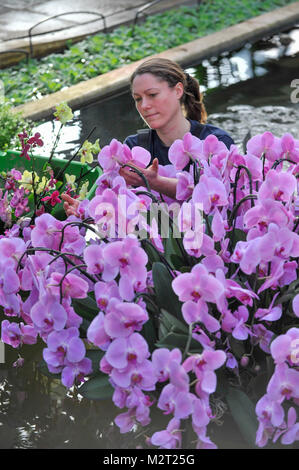 Londres, Royaume-Uni. 8 février 2018. Steed-Mundin Olivia, étudiante au diplôme, met la touche finale à l'affiche à Kew Garden inspiration thaïlandaise du premier Festival d'orchidées, qui célèbre les couleurs vibrantes, de la culture, et de magnifiques plantes. Le festival se déroulera du samedi 10 février au dimanche 11 mars 2018 et est organisé en partenariat avec l'ambassade royale de Thaïlande, Londres et Thai Airways. Crédit : Stephen Chung / Alamy Live News Banque D'Images