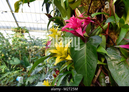 Londres, Royaume-Uni. 8 février 2018. Affiche à Kew Garden inspiration thaïlandaise du premier Festival d'orchidées, qui célèbre les couleurs vibrantes, de la culture, et de magnifiques plantes. Le festival se déroulera du samedi 10 février au dimanche 11 mars 2018 et est organisé en partenariat avec l'ambassade royale de Thaïlande, Londres et Thai Airways. Crédit : Stephen Chung / Alamy Live News Banque D'Images