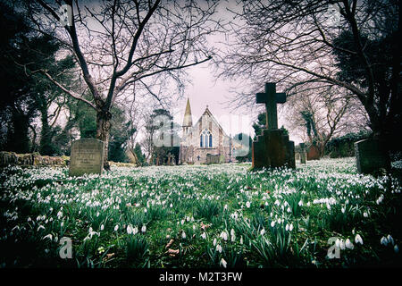 Edge, Gloucestershire, Royaume-Uni. Feb 8, 2018. Un tapis de perce-neige en pleine floraison à l'église paroissiale de St Jean le Baptiste en bord près de Stroud, Gloucestershire. Photo : Carl Hewlett/Alamy Live News Banque D'Images