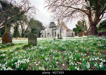 Edge, Gloucestershire, Royaume-Uni. Feb 8, 2018. Un tapis de perce-neige en pleine floraison à l'église paroissiale de St Jean le Baptiste en bord près de Stroud, Gloucestershire. Photo : Carl Hewlett/Alamy Live News Banque D'Images