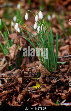 Edge, Gloucestershire, Royaume-Uni. Feb 8, 2018. Perce-neige en pleine floraison à l'église paroissiale de St Jean le Baptiste en bord près de Stroud, Gloucestershire. Photo : Carl Hewlett/Alamy Live News Banque D'Images