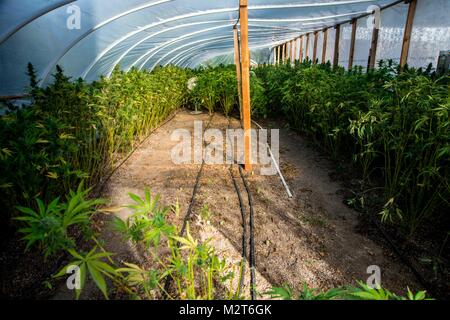 Mendocino County, Californie, USA. 7 Février, 2018. Les émissions de la récolte de cannabis dans le comté de Mendocino. Petit pot agriculteurs dans les séquoias de Californie vivre simplement, de la vie rurale qui tourne autour de la culture de la marijuana, ainsi que la culture de leurs propres fruits et légumes. Dans le passé, les agriculteurs travaillent pour le marché noir. La plupart des agriculteurs veulent se conformer aux règles de l'état. En date d'aujourd'hui, ils sont à code et avoir tous les permis nécessaires qui sont nécessaires pour se développer. Mais qu'il est légalisé à des fins récréatives, les petits agriculteurs sont poussés par de grandes entités industrielles, qui Banque D'Images