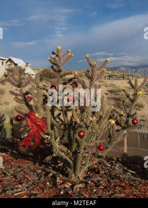 Cholla cactus avec X-mas ornaments Banque D'Images