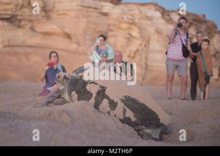 Les touristes regardant une tortue pondre sur la plage, à l'Ras Al Jinz Turtle Reserve à Ras Al Jinz, Oman, le 06.10.2017. Dans le monde d'utilisation | Banque D'Images