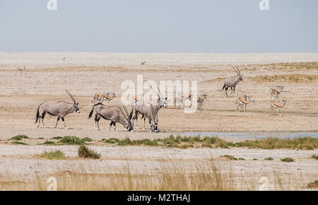 L'antilope oryx dans la savane namibienne Banque D'Images