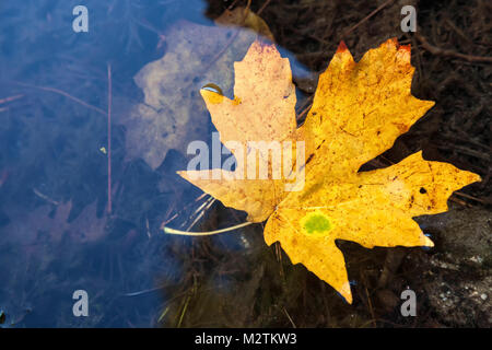 Fermer jusqu'à la feuille d'érable à grandes feuilles (Acer macrophyllum) flottant dans l'eau, Yosemite National Park, California, United States Banque D'Images