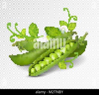 Vector les pois verts. Vecteur photo-réalistes gousses de pois verts avec des feuilles et fleurs sur fond transparent. Pois verts 3d illustration. Illustration de Vecteur