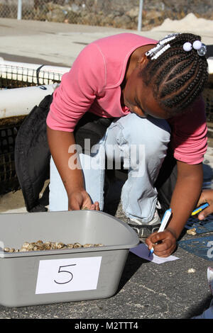 Virginia Beach est Seatack 4e année du primaire ont visité Norfolk District, U.S. Army Corps of Engineers pour mesurer la température et la salinité de l'eau et mesurer la croissance des huîtres de bébé, 2 décembre 2011. Les corps sont en partenariat avec les étudiants de soulever bébé huîtres dans la rivière Elizabeth le long de la côte de Norfolk District d'autrui. Dans l'avenir, les huîtres seront utilisés pour construire une huître de corail. (U.S. Photo de l'armée/Kerry Solan) 111202-A-ET072-035 par norfolkdistrict Banque D'Images