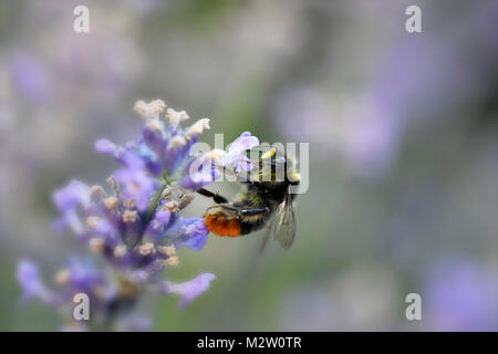 Au début, les bourdons Bombus pratorum commun, lavande, Lavandula angustifolia Banque D'Images