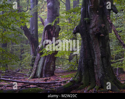 Vieux hêtres, Urwald Sababurg, Reinhardswald, Hessen Banque D'Images