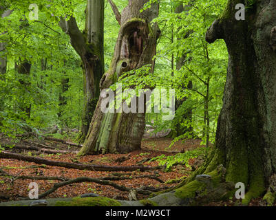 De vieux arbres dans l'Urwald Sababurg, Reinhardswald, Hesse, Allemagne Banque D'Images