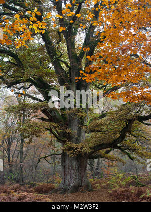 Dans le chêne Urwald Sababurg, Reinhardswald, Hesse, Allemagne Banque D'Images