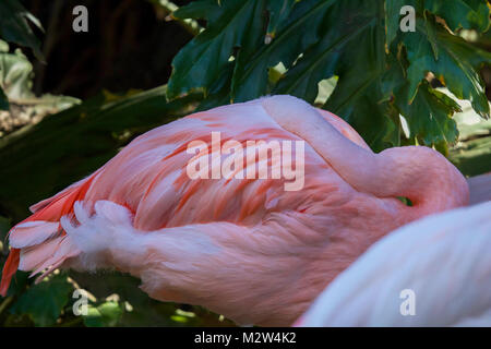 Flamant rose dormant dans l'ombre Banque D'Images