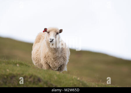 Les moutons, le féringien, Banque D'Images