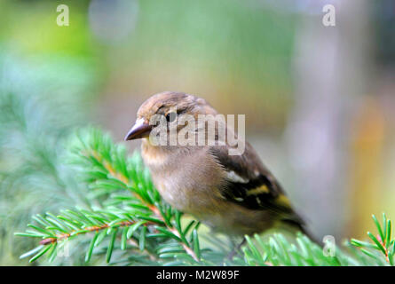 Greenfinch verdier eurasienne ou, Carduelis chloris, sur la recherche de nourriture dans la forêt d'épinettes Banque D'Images