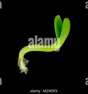 La lumière réfléchie Microphotographie d'un jeune marguerite (Leucanthemum x superbum) sprout Banque D'Images