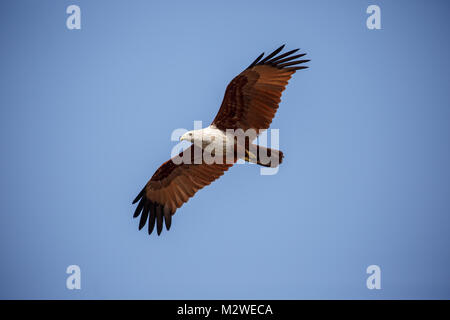 Brahminy Kite un planeur dans le ciel Banque D'Images