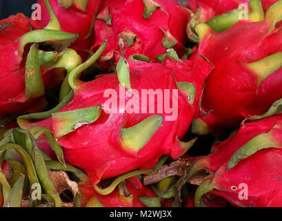 Close up plusieurs rouge mûre pitaya ou fruit du dragon pitaya blanc sur l'étal du marché, élevée high angle view Banque D'Images