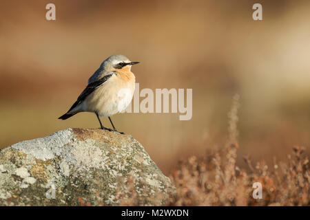 Traquet motteux, nom latin Oeanthe oeanthe, mâle en plumage nuptial, debout sur un rocher couvert de lichens dans la chaude lumière de North York Moors National Banque D'Images