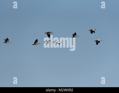 Petit rassemblement d'oies de l'Afrique (Alopochen aegyptiaca) dans le ciel au-dessus de la rivière Zambèze en Zambie Banque D'Images