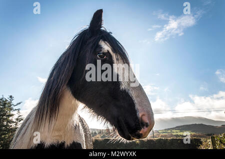 Portrait de cheval dans un champ dans le comté de Donegal, Irlande Banque D'Images