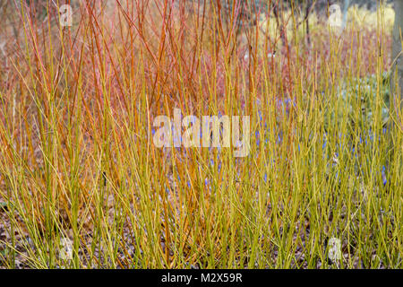 Cornus sericea 'Flaviramea', Golden-twig dogwood dans une bordure en hiver à RHS Wisley Gardens, Surrey, Angleterre Banque D'Images